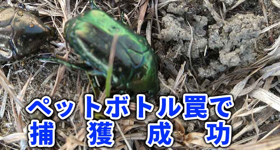 捕獲したコガネムシの画像